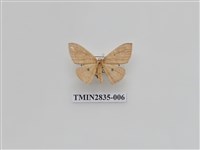 藏品(尺蛾535)的圖片